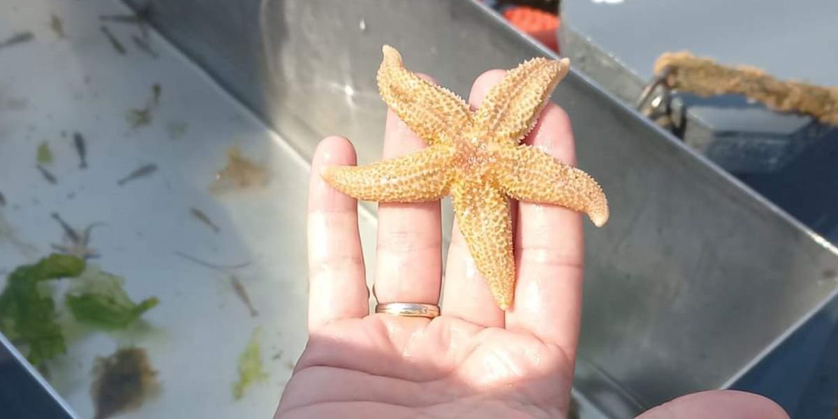 garnalenvissen-texel_04