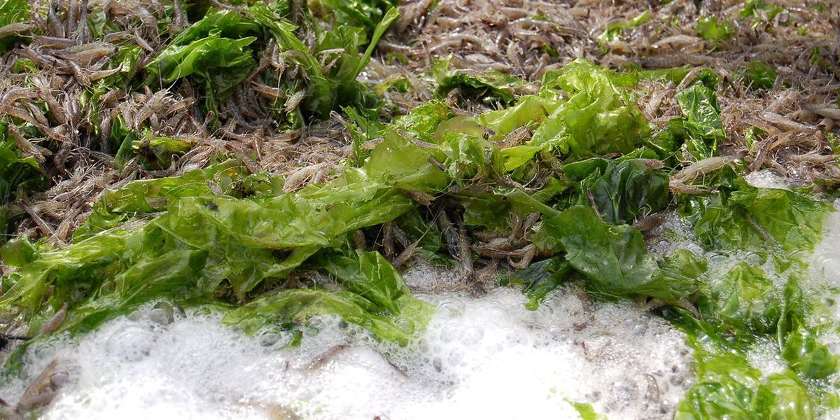 garnalenvissen-texel_10