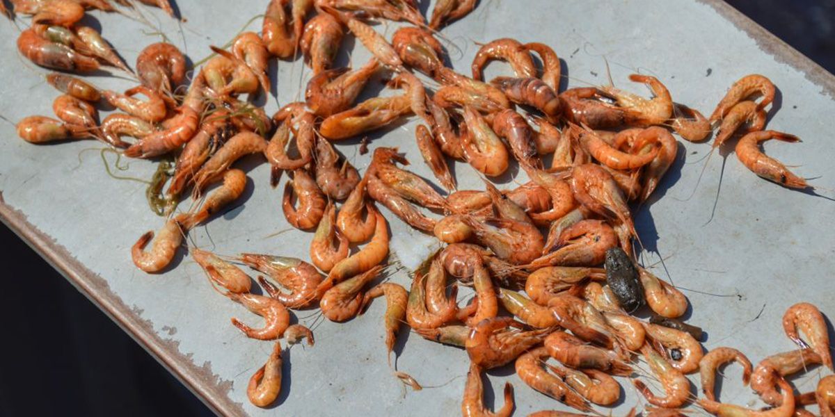 garnalenvissen-texel_11