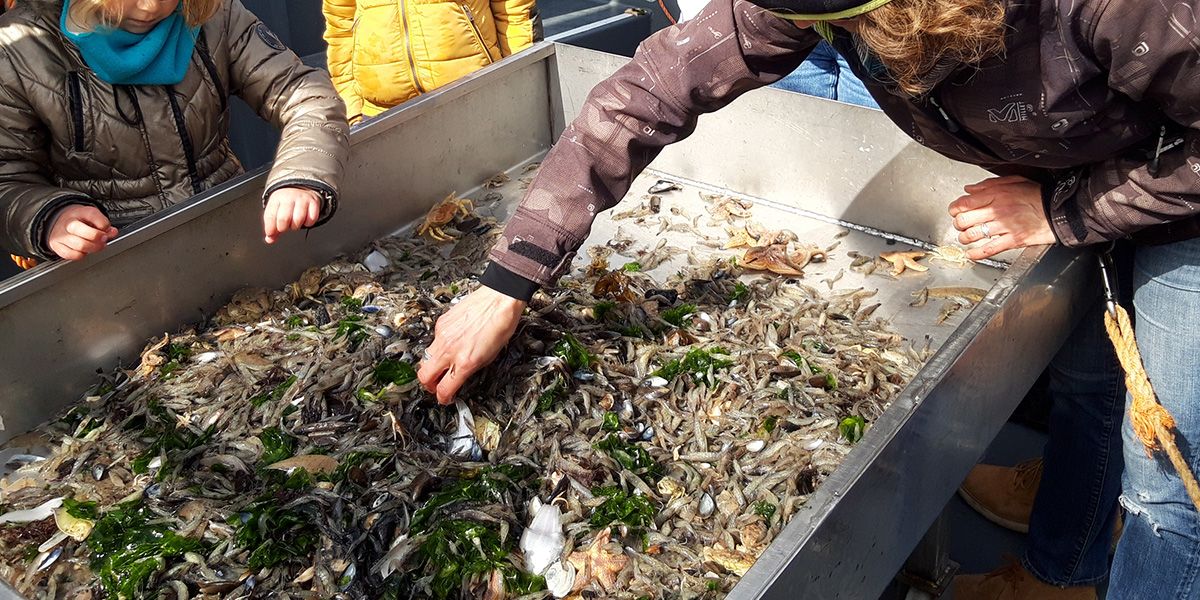 garnalenvissen-texel_14