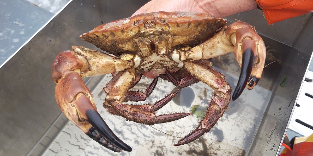 garnalenvissen-texel_15