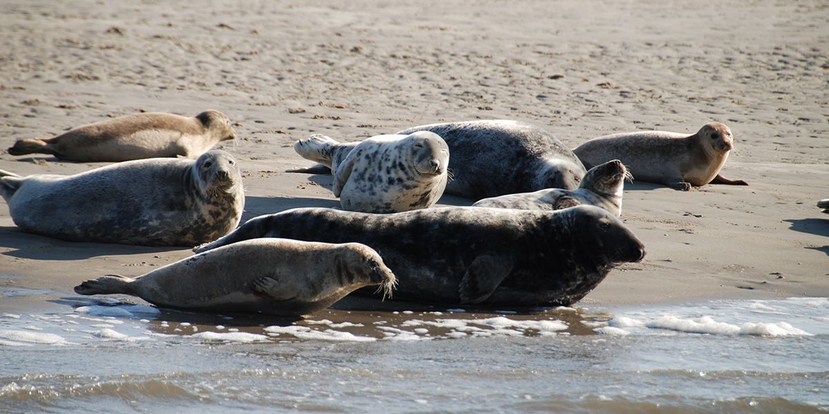 garnalenvissen-texel_16