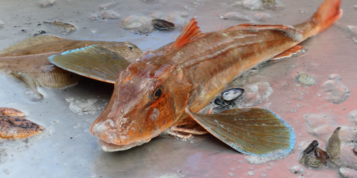 garnalenvissen-texel_22